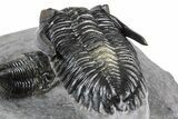 Multi-Toned Hollardops Trilobite With Gerastos #381560-5